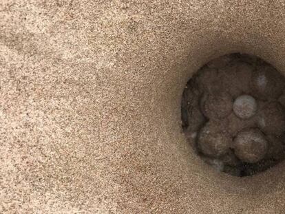 Nido en el que una tortuga marina ha depositado 113 huevos en una playa de Castelló.