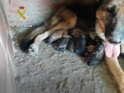 Los cachorros rescatados son amamantados por su madre.