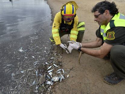 Dos agentes medioambientales, este sábado en la playa de Villananitos (San Pedro del Pinatar), con los peces que aparecieron muertos. En vídeo, las imágenes de los peces en la orilla.