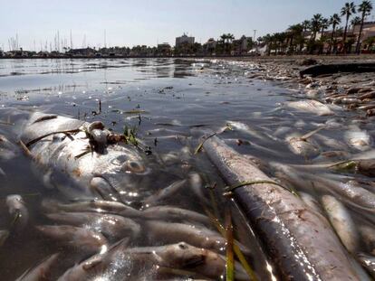 Peces muertos en playas del Mar Menor, en la zona de Villananitos y La Puntica, San Pedro del Pinatar, (Murcia). En vídeo, crónica del suceso.