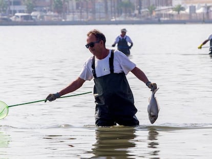 Trabajos de recogida de peces muertos en San Pedro del Pinatar (Murcia). En vídeo, la opinión de los ecologistas locales.