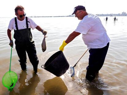 Trabajadores de medio ambiente de la Comunidad de Murcia recogen peces muertos en el Mar Menor en la localidad murciana de San Pedro del Pinatar. En vídeo, así está el fondo del Mar Menor.