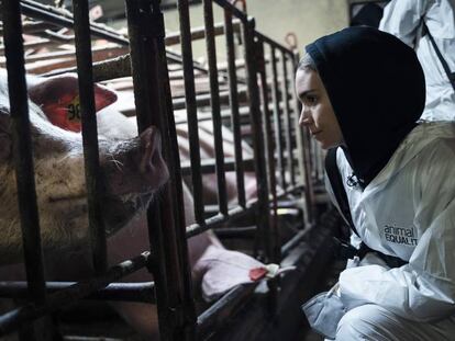 La actriz Rooney Mara visita a unos cerdos de una granja industrial en una acción encubierta junto a la ONG Igualdad Animal. En vídeo, el tráiler del reportaje.