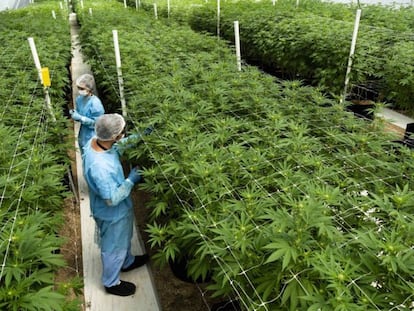 Una plantación de cannabis en Nueva Helvecia, Uruguay.