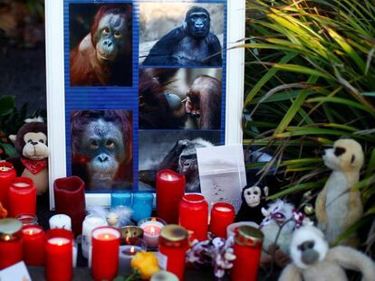 Velas y flores junto a imágenes de los simios muertos en el incendio del zoo de Krefeld en Alemania el 1 de enero. En vídeo, imágenes del velatorio dedicado a los animales.