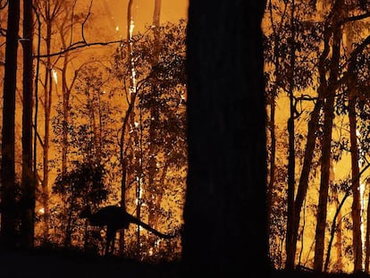 Un canguro huye de las llamas en un incendio en Australia. En vídeo, las consecuencias de los incendios que asolan el país.