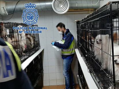 Registro de los agentes en uno de los criaderos ilegales. En vídeo, un matrimonio de Arganda al mando del criadero de chihuahuas maltratados.