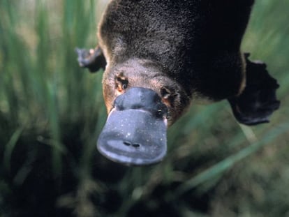 Un ornitorrinco en Australia. En vídeo, la especie corre peligro en el sur del país.