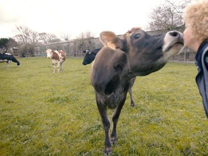 Las vacas de las que se extrae la leche para hacer los cosméticos de Muuhlloa. En vídeo, una nueva entrega de 'Dale una vuelta' en la que cinco gallegas cuentan cómo han ido innovando en el medio rural durante 20 años.