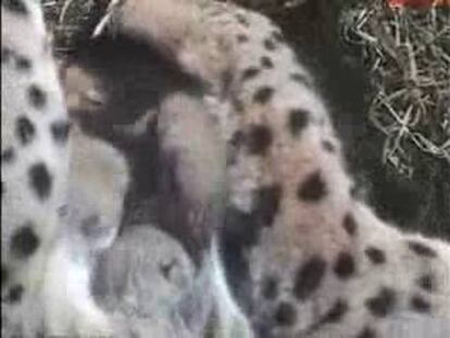 Es el primer parto del año de esta especie.