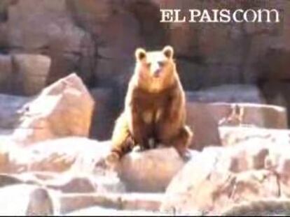 El zoo aquarium de Madrid presenta sus nuevas instalaciones y actividades