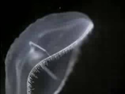 La crema usa el mismo método que el pez payaso para evitar la picadura de la medusa.