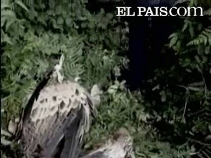 Las aves muertas tomaron carroña envenenada por ganaderos