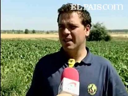 Los agricultores dedican varias horas al día a extraer topos muertos de sus tierras