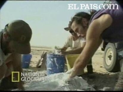 Se trata de un dinosaurio que habitó hace 110 millones de años.