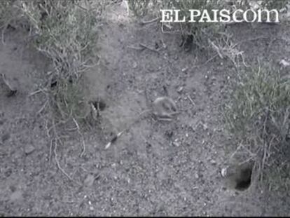 El pequeño animal, mezcla de canguro y ratón, ha sido descubierto en Mongolia por una expedición científica