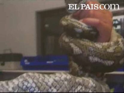 El reptil ha sobrevivido a la operación