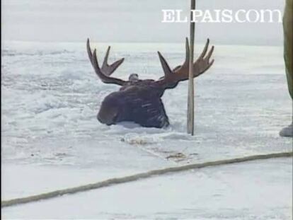 Los servicios de emergencia rescataron en el Loon Lake, en el estado de Washinghton, a un alce que se quedó atrapado después de que el lago se helara completamente.