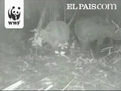 Las cámaras de la organización ecologista WWF captan en la selva de Indonesia a dos ejemplares de esta rara especie en peligro de extinción