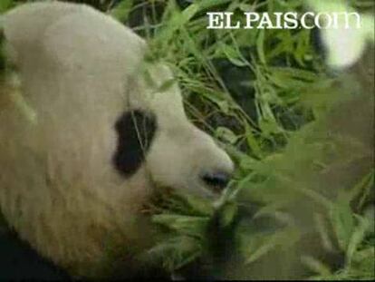 El Zoo Aquarium de Madrid celebra hoy el cumpleaños de Bing Xing y Hua Zui Ba (cinco y ocho años respectivamente), la pareja de osos pandas gigantes que llegaron hace un año al recinto.