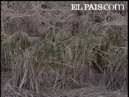 Los peces de la Albufera se mueren. Y es que sus aguas se están quedando sin el oxígeno que necesitan para vivir. La causa, parece ser, a paja del arroz que se ha quedado en sus aguas y que ha empezado a descomponerse. Antes esta paja se quemaba, pero ante las quemas incontroladas y las denuncias de los ecologistas ésta práctica ha desaparecido lo que ha provocado ahora este nuevo problema medioambiental.