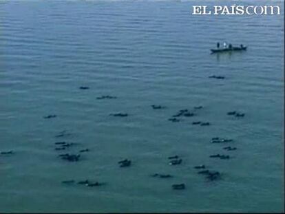El fenómeno podría deberse a un posible maremoto de escasa magnitud. El ruído pudo dañar los tímpanos de los delfines, algo que les hace desorientarse y subir a la superficie. 20 pesqueros vigilan a los mamíferos para que no se asfixien. Voluntarios intentan empujarles a aguas más profundas.