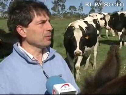 La "Casa grande de Xanceda" es una granja de la localidad coruñesa de Mesía que ha encontrado una innovadora solución para luchar contra los ataques de los lobos a las vacas. Aquí el problema es especialmente grave, porque es una explotación que produce leche y yogures ecológicos, y las vacas no están prácticamente nunca dentro del establo, sino que pacen libren por una amplia extensión. Así que sufrían constantes bajas por los ataques de los lobos. Su solución ha sido incorporar dos burras, no tanto para plantarle cara a los lobos, sino porque alarman rápidamente de su llegada y así no coge desprevenidas a las vacas. Desde que llegaron las burras, hace varios meses, sólo ha habido un ataque que se saldó sin víctimas.
