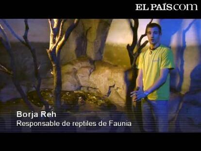 La pitón gigante ya tiene casa