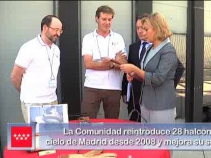 Nuevos halcones en Madrid