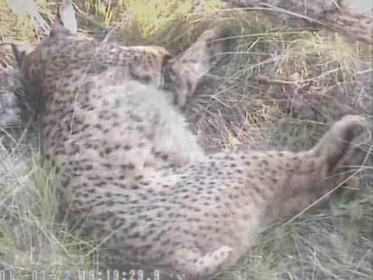 El nacimiento de tres cachorros de lince ibérico en Cáceres, en imágenes