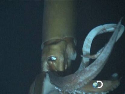 El calamar gigante, en movimiento