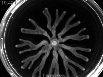 Consiguen forzar –y filmar– la evolución de un tipo de bacteria