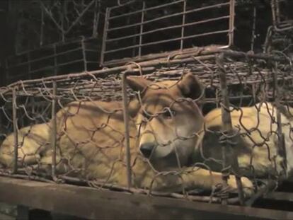 Una ONG documenta el maltrato en el comercio de carne de perro en China