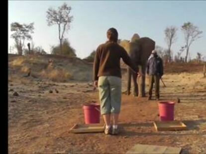 Los elefantes “entienden el gesto humano de señalar de manera instintiva”