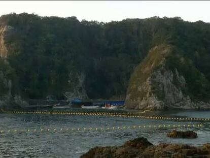 Japón defiende la captura anual de delfines