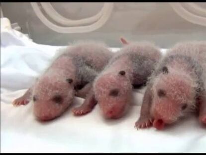Los tres primeros trillizos de panda nacen en un zoológico de China