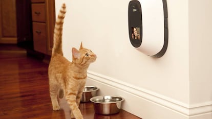 En foto: Un gato y su dueña se comunican a distancia con PetChatz. En vídeo: anuncio.