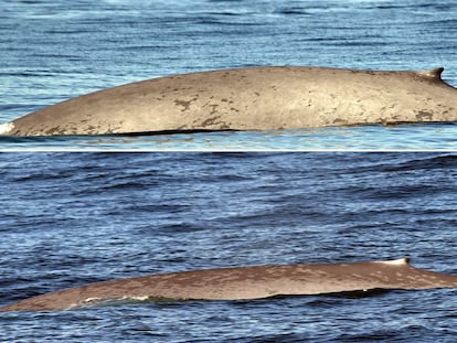 Fotos y vídeo del avistamiento de ballenas azules en aguas de Galicia.