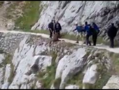 The video of a group of hikers pushing a boar off a cliff.