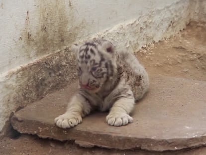 El debut de los tigres blancos de Ciudad Juárez