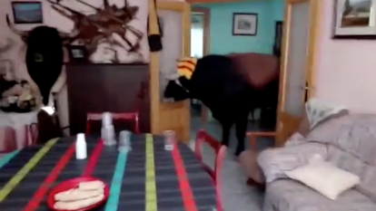 Un toro entrando en una casa de un pueblo de Valencia