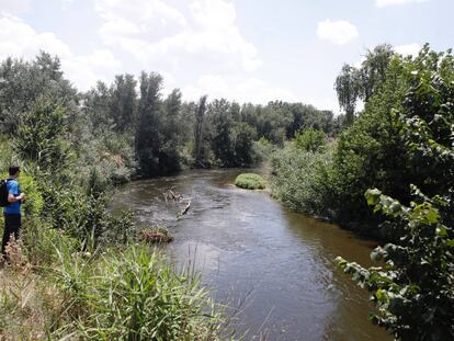 El río Jarama a su paso por Rivas-Vaciamadrid, donde prolifera la mosca negra.