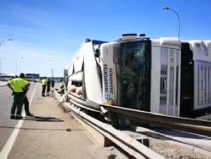 Cerdos sueltos por Soria tras volcar un camión que los transportaba