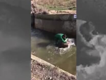 La Guardia Civil busca a un hombre que maltrata a un jabalí en un vídeo difundido en redes