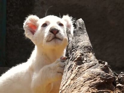 Nace el primer león blanco en cautiverio en México