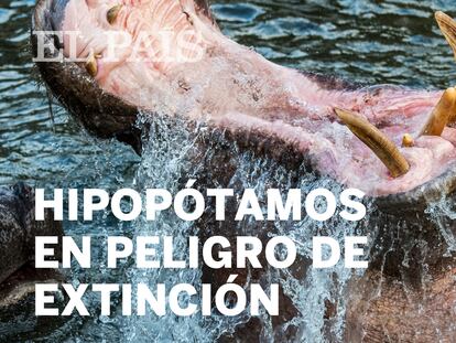 El comercio de dientes de hipopótamos en Hong Kong pone en peligro a esta especie amenazada