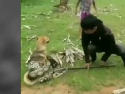 La pelea de tres niños con una serpiente para liberar a un perro