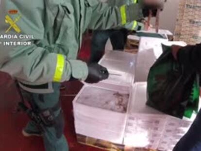 Operación de la Guardia Civil en el puerto de A Coruña contra la comercialización de cigalas sin garantías sanitarias.