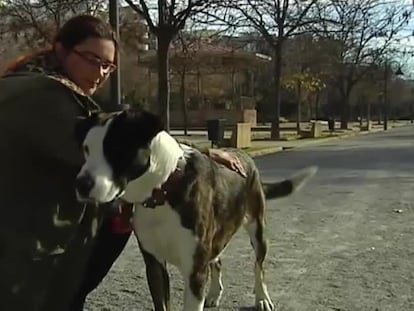 El Congreso tramita que los animales dejen de ser objetos