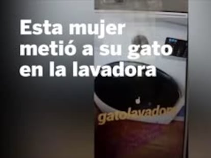Detenida una joven tras centrifugar a un gato en la lavadora y colgar el vídeo en Internet